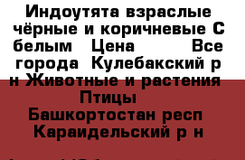 Индоутята взраслые чёрные и коричневые С белым › Цена ­ 450 - Все города, Кулебакский р-н Животные и растения » Птицы   . Башкортостан респ.,Караидельский р-н